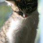 雷火剑官网下载:畅享全新游戏体验,快速获取最新版本! 9zsjy9ht7